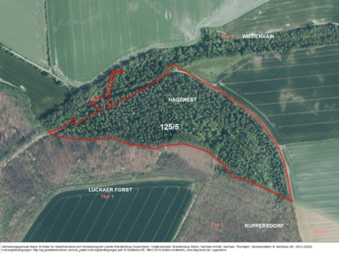 Kleinwald nahe des Haselbacher Sees, Sachsen, Leipzig-Land