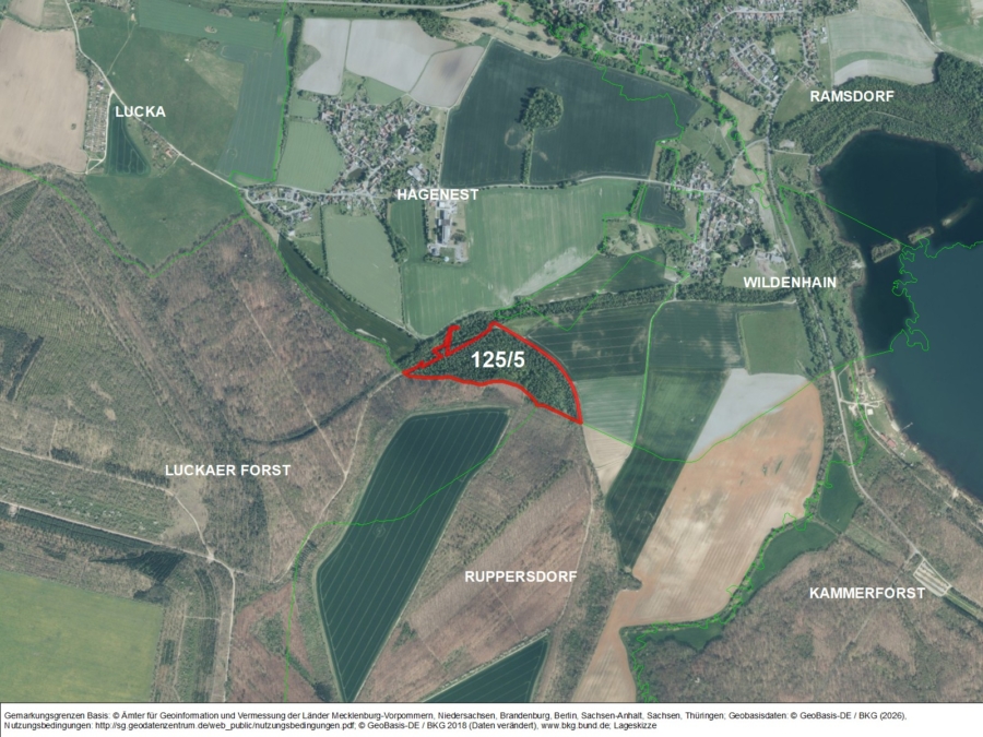 Kleinwald nahe des Haselbacher Sees - Bild
