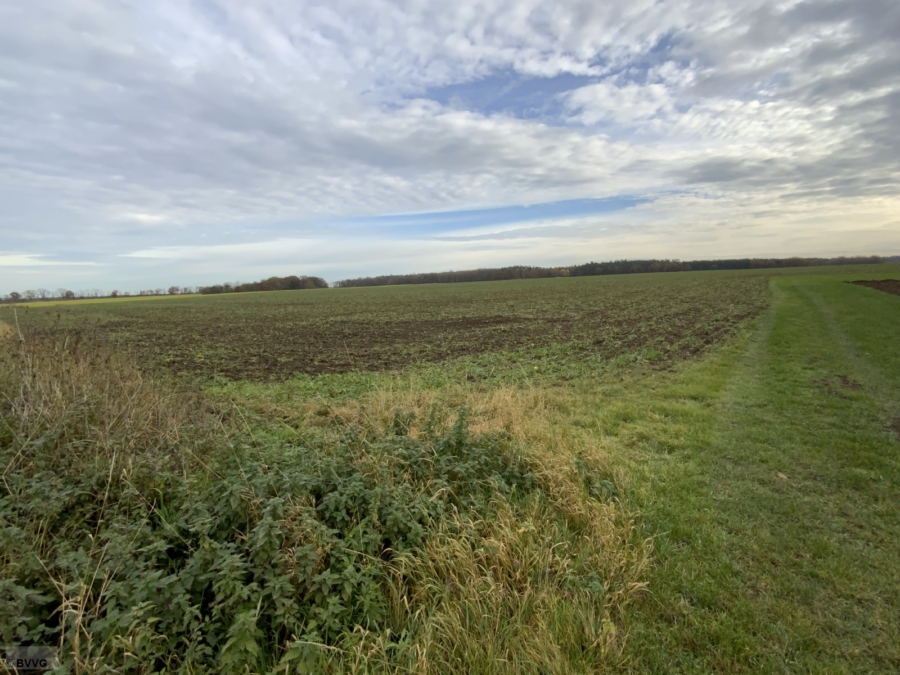 Fläche bei Beseritz, Los 1 - Titelbild