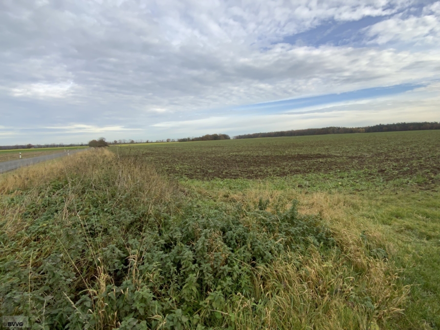 Fläche bei Beseritz, Los 1 - Bild