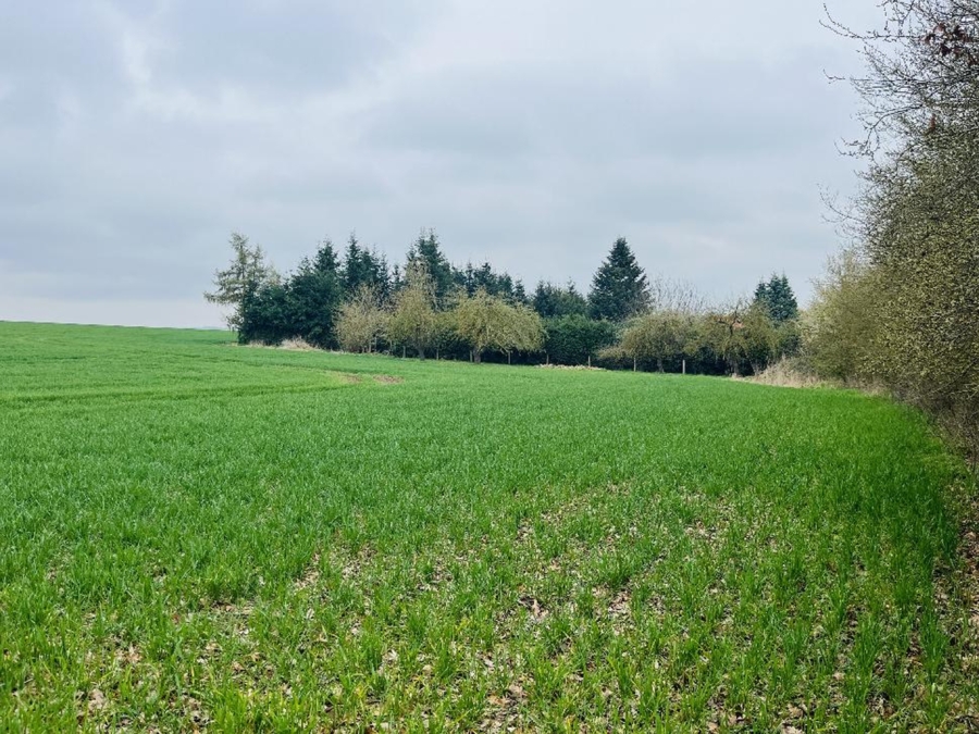 Ackerstück in Zaschendorf I - Bild