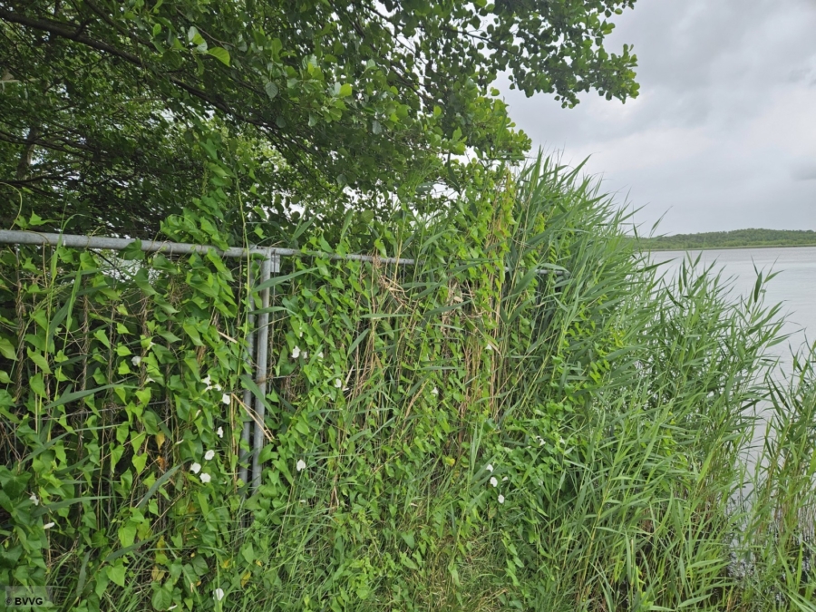 Uferfläche am Mellensee - Bild
