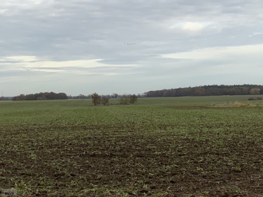 Flächen bei Beseritz, Los 2 - Titelbild