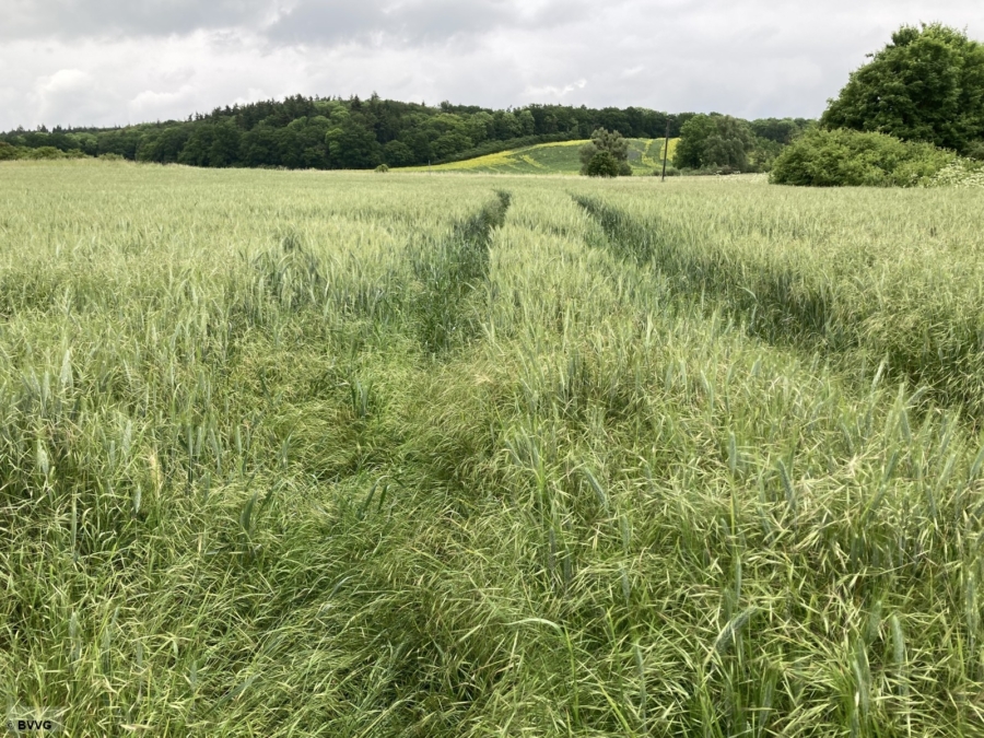 Flächen bei Luisenhof - Bild