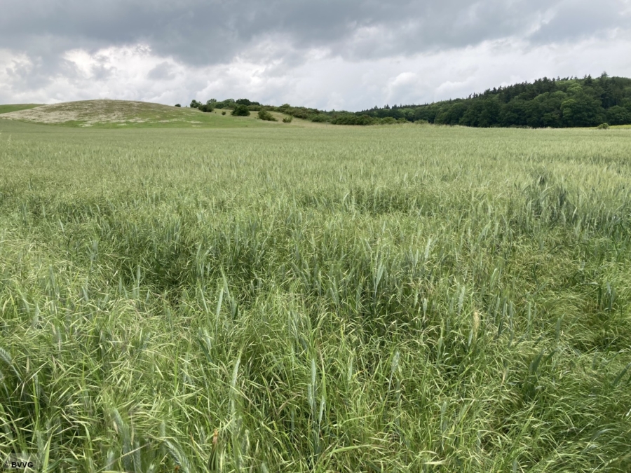 Flächen bei Luisenhof - Bild
