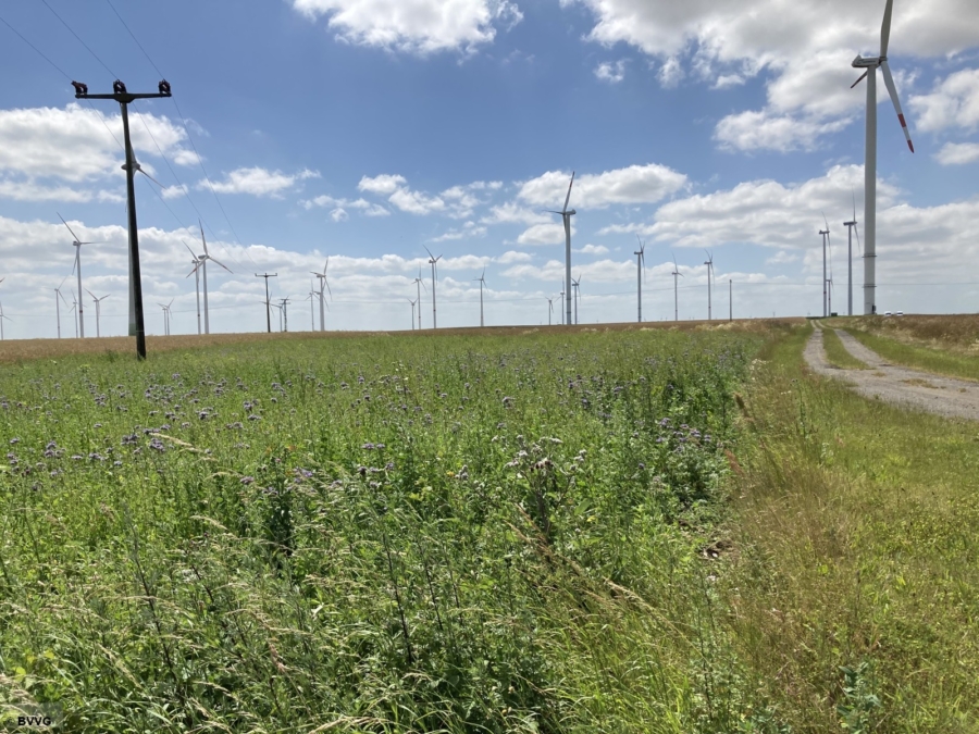Flächen bei Altentreptow, Los 2 - Bild